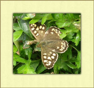butterfly3_smaller.jpg