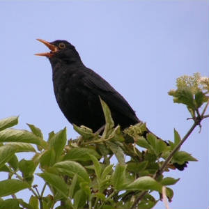 blackbird2.jpg